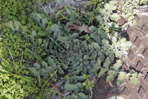 Brassica tournefortii (Wild Turnip) — photo