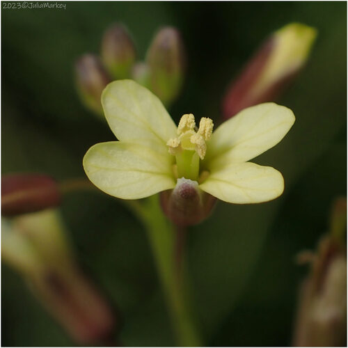 Brassica tournefortii (Wild Turnip) — photo