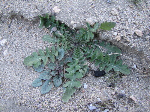 Brassica tournefortii