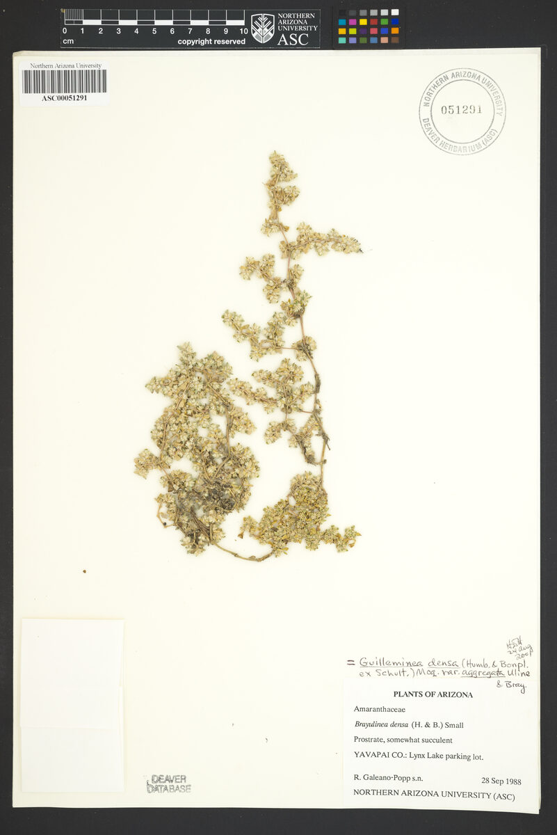 Brayulinea densa — photo