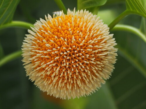 Breonia chinensis (Kadam) — photo