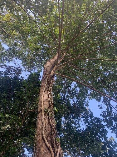 Breonia chinensis (Kadam) — photo