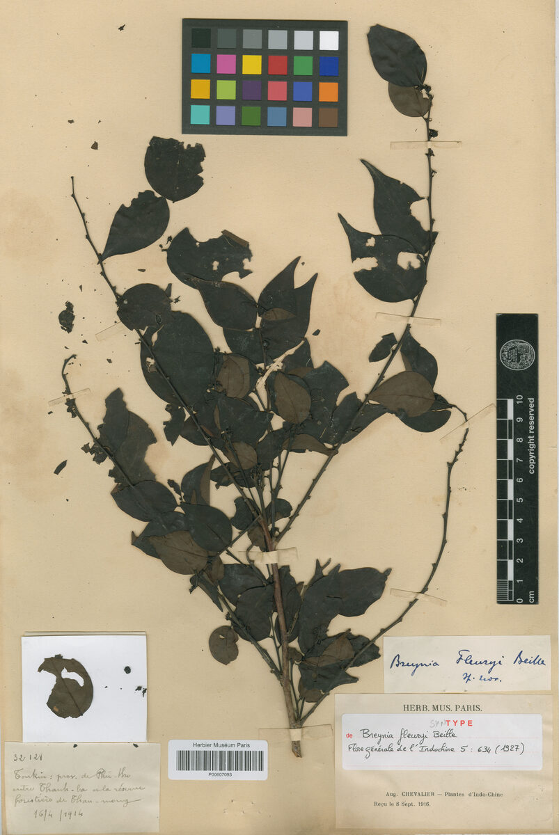 Breynia fleuryi — photo