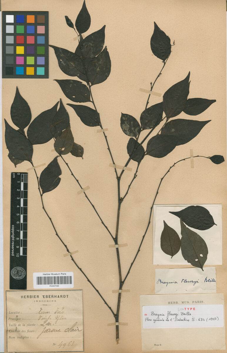 Breynia fleuryi — photo