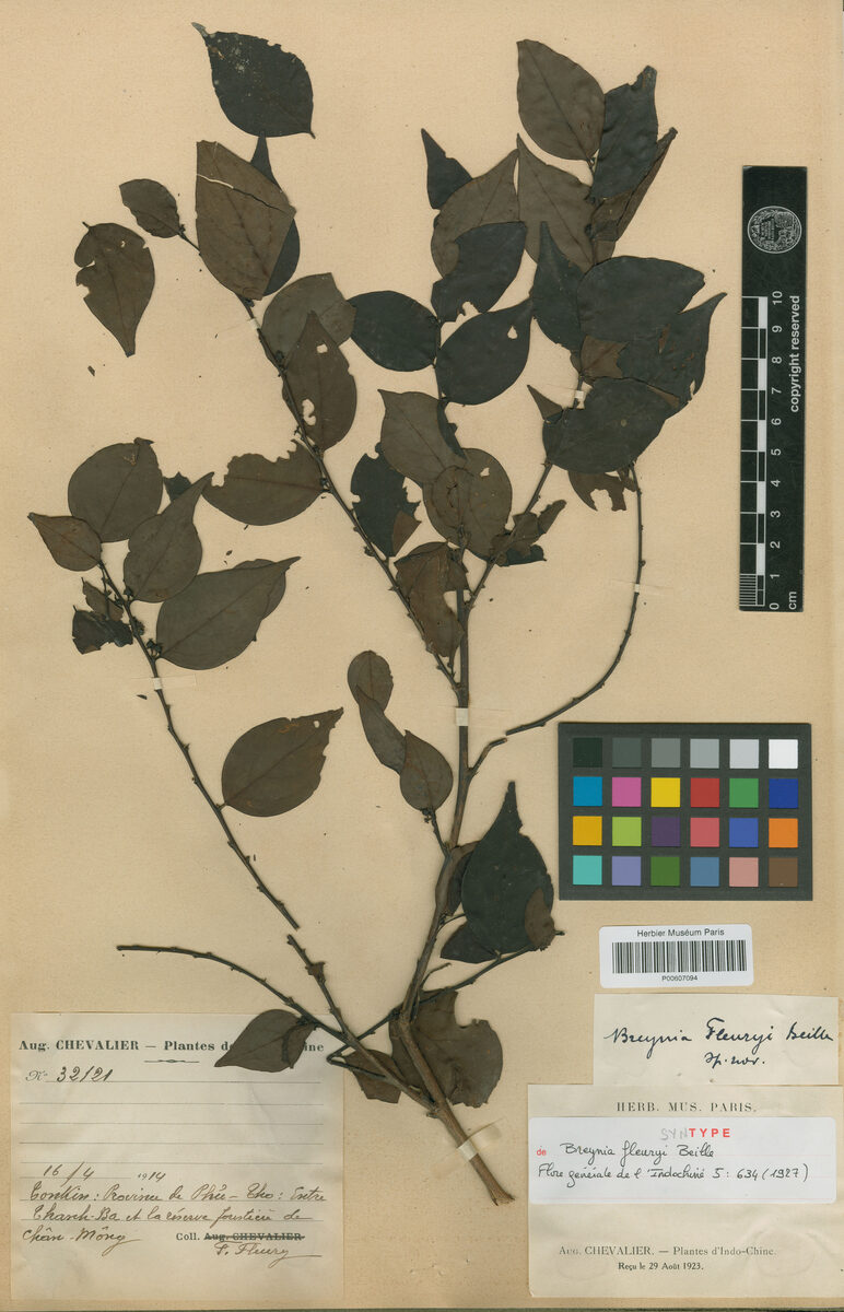 Breynia fleuryi