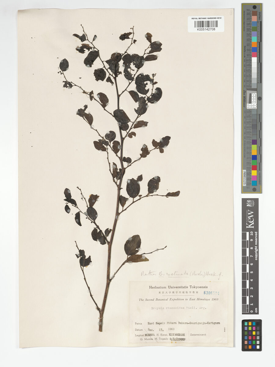 Breynia reclinata — photo