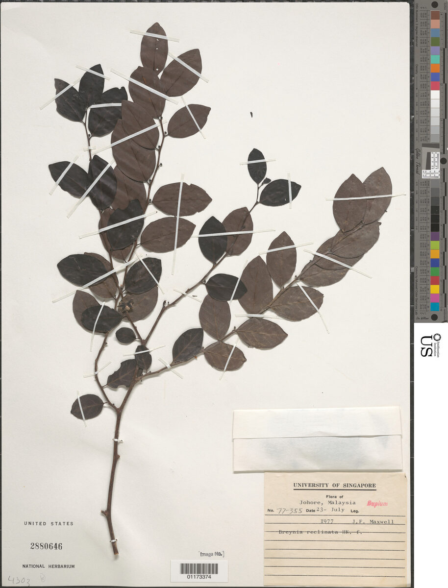 Breynia reclinata
