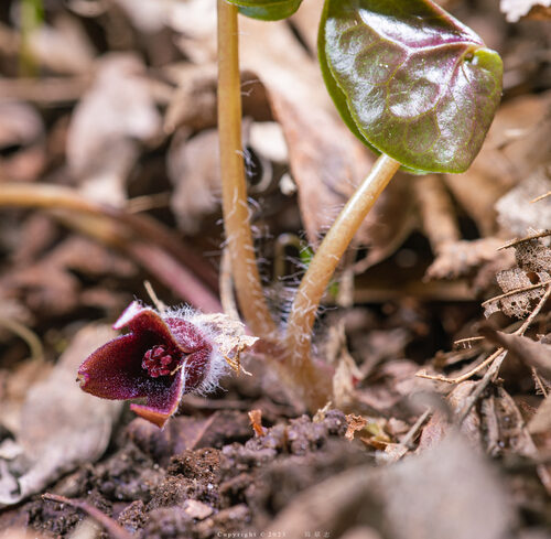 Bridelia atroviridis (Asaraba) — photo