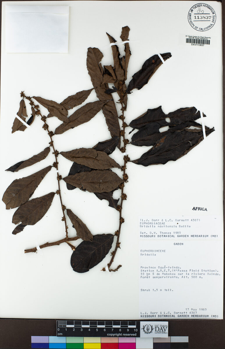 Bridelia ndellensis (Yelimadu) — photo