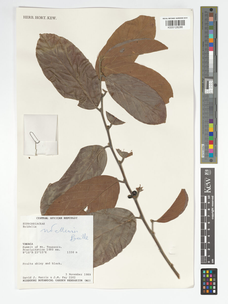 Bridelia ndellensis