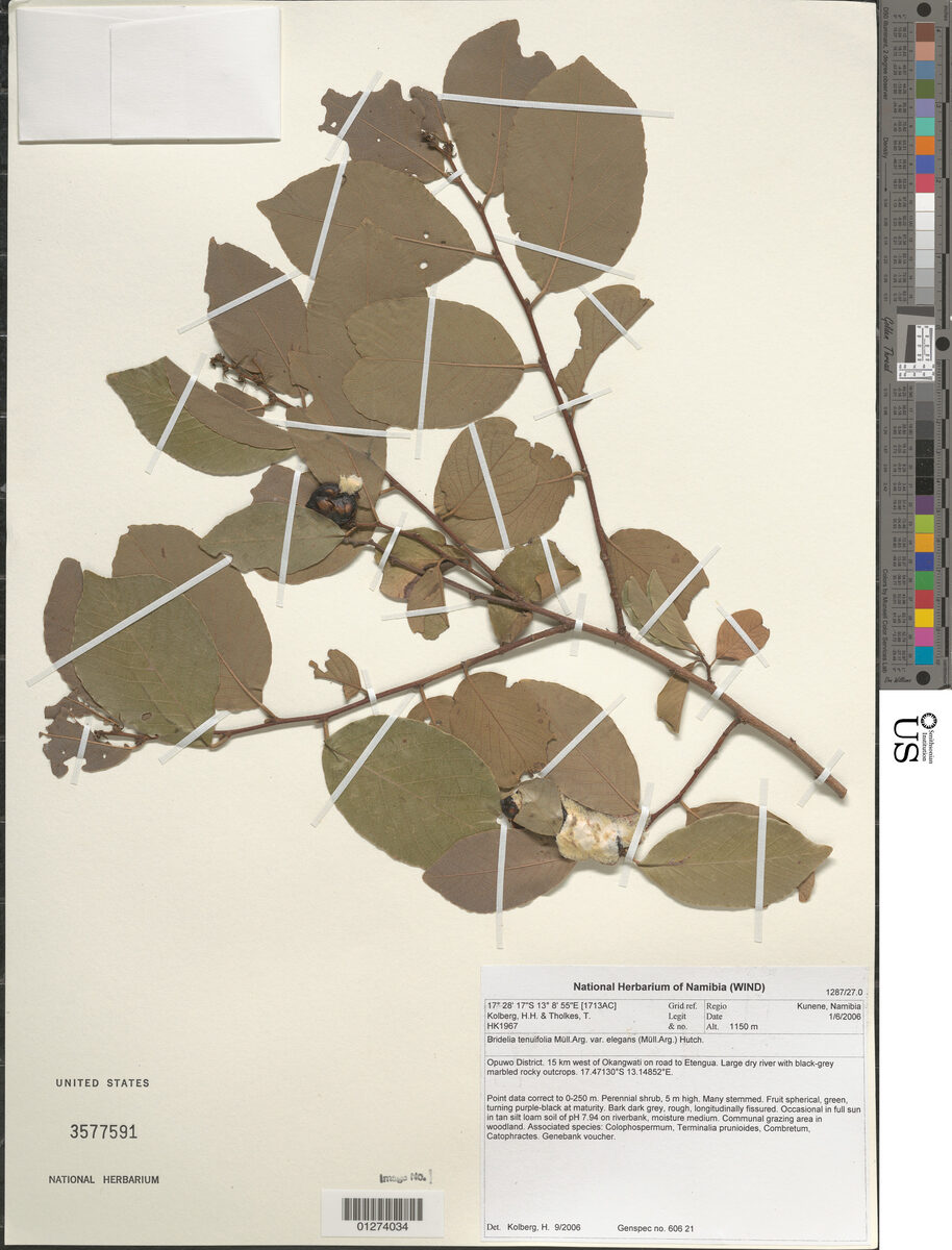 Bridelia tenuifolia (Tender sweetberry) — photo