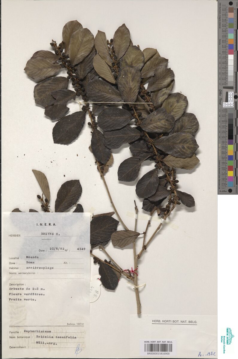 Bridelia tenuifolia (Tender sweetberry) — photo