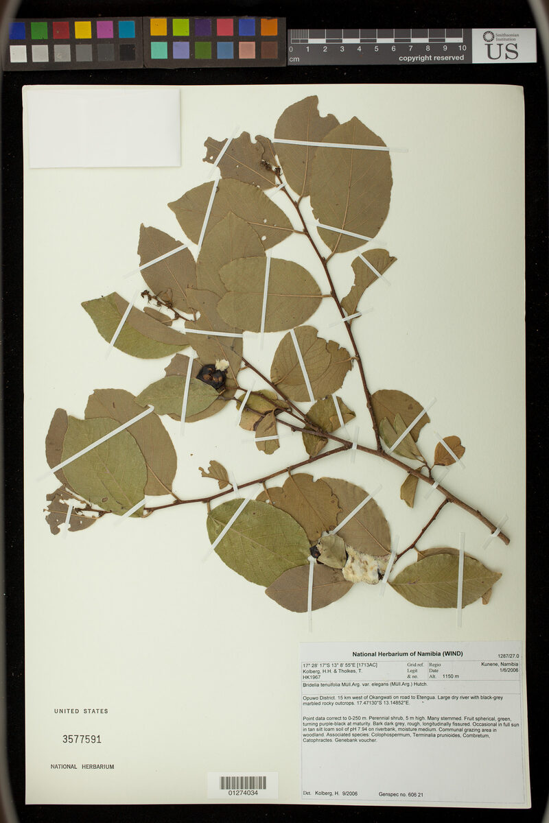 Bridelia tenuifolia