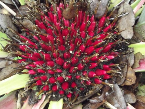 Bromelia karatas (Ananas pingouin) — photo