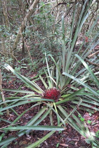 Bromelia karatas (Ananas pingouin) — photo