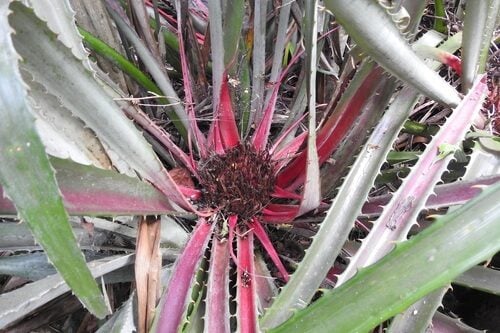 Bromelia karatas