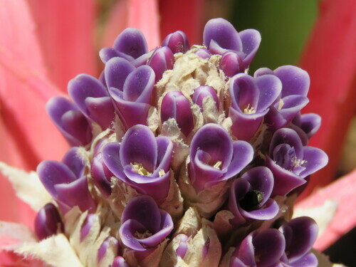 Bromelia michaelii