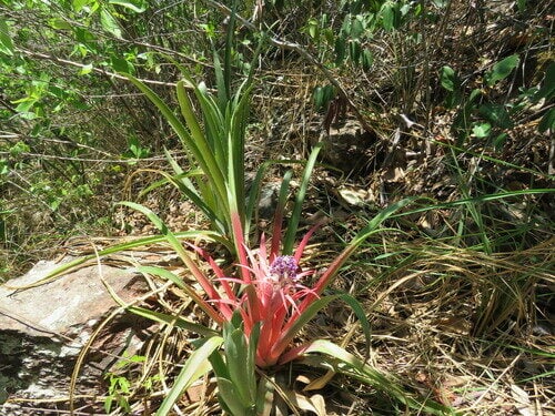 Bromelia michaelii (Caraguata-i) — photo