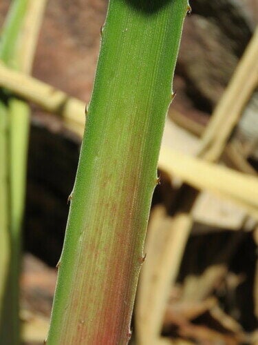 Bromelia michaelii (Caraguata-i) — photo