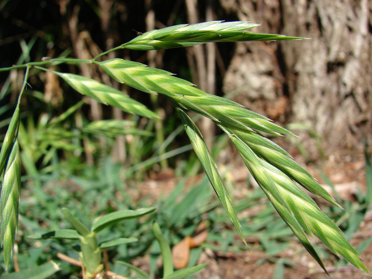 Bromus breviaristatus