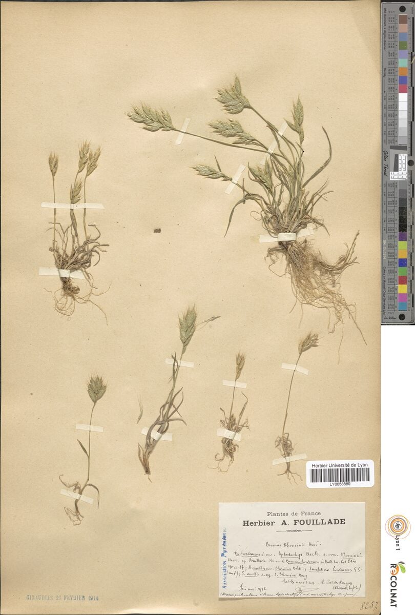 Bromus thominii (Soft Brome) — photo