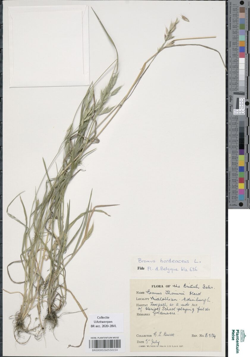 Bromus thominii (Soft Brome) — photo