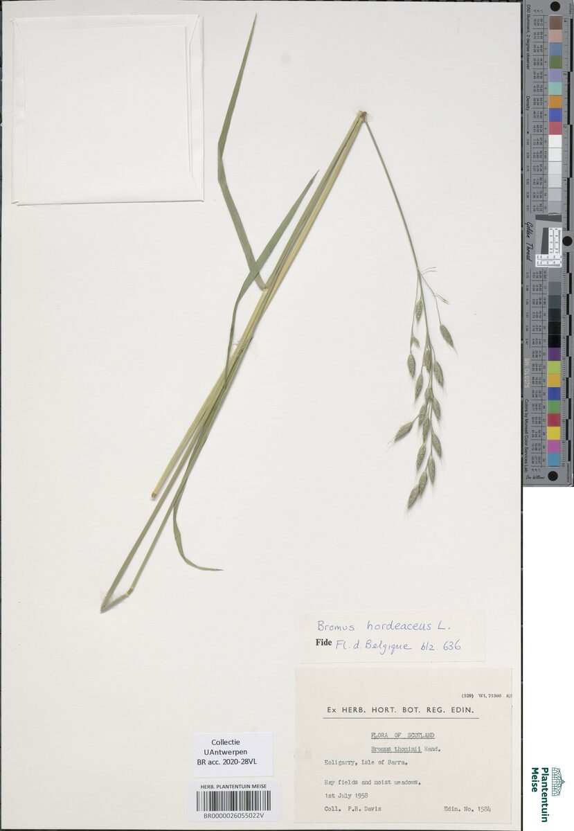 Bromus thominii