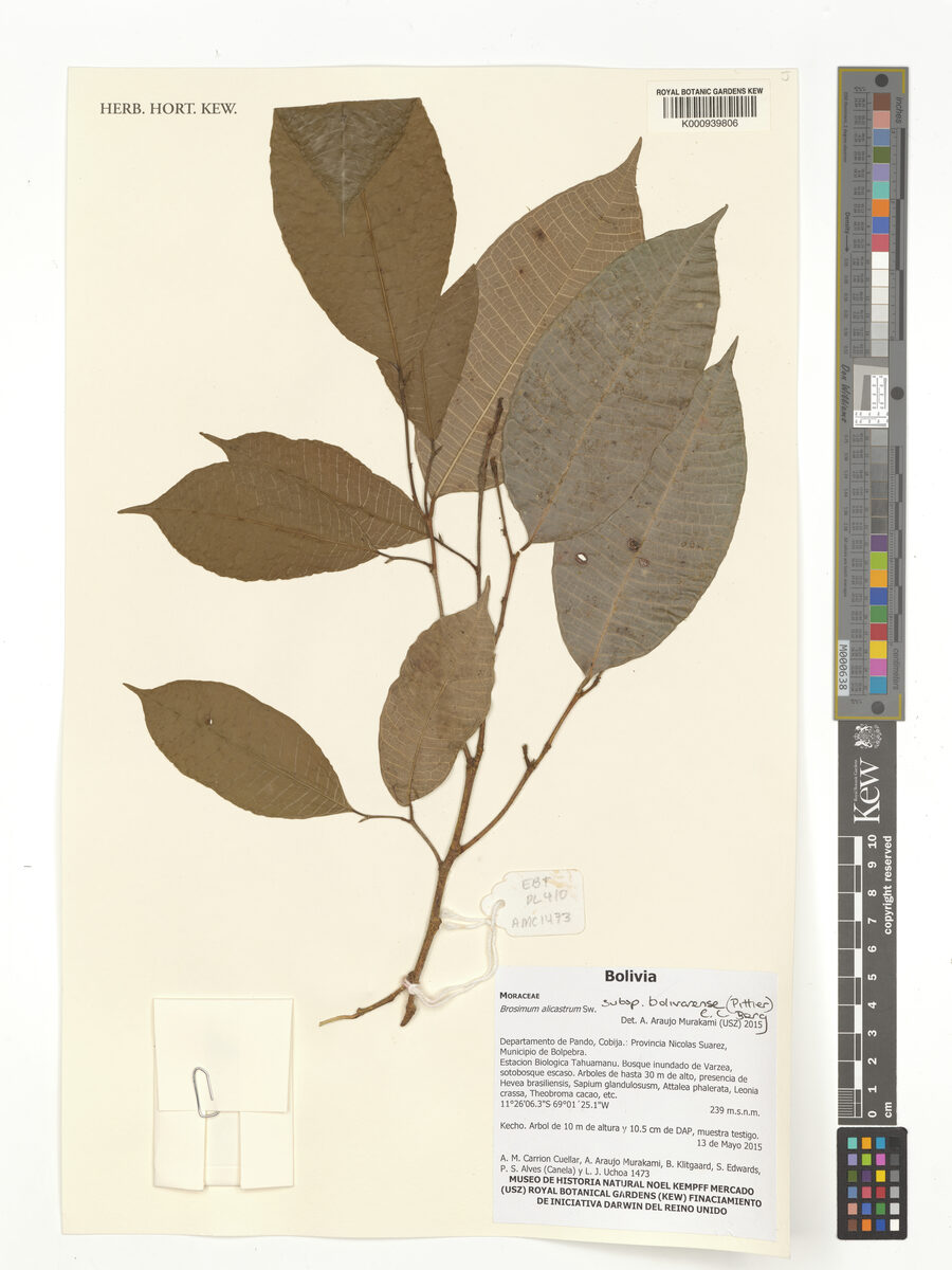 Brosimum alicastrum subsp. bolivarense (Bolivar ramon breadnut tree) — photo