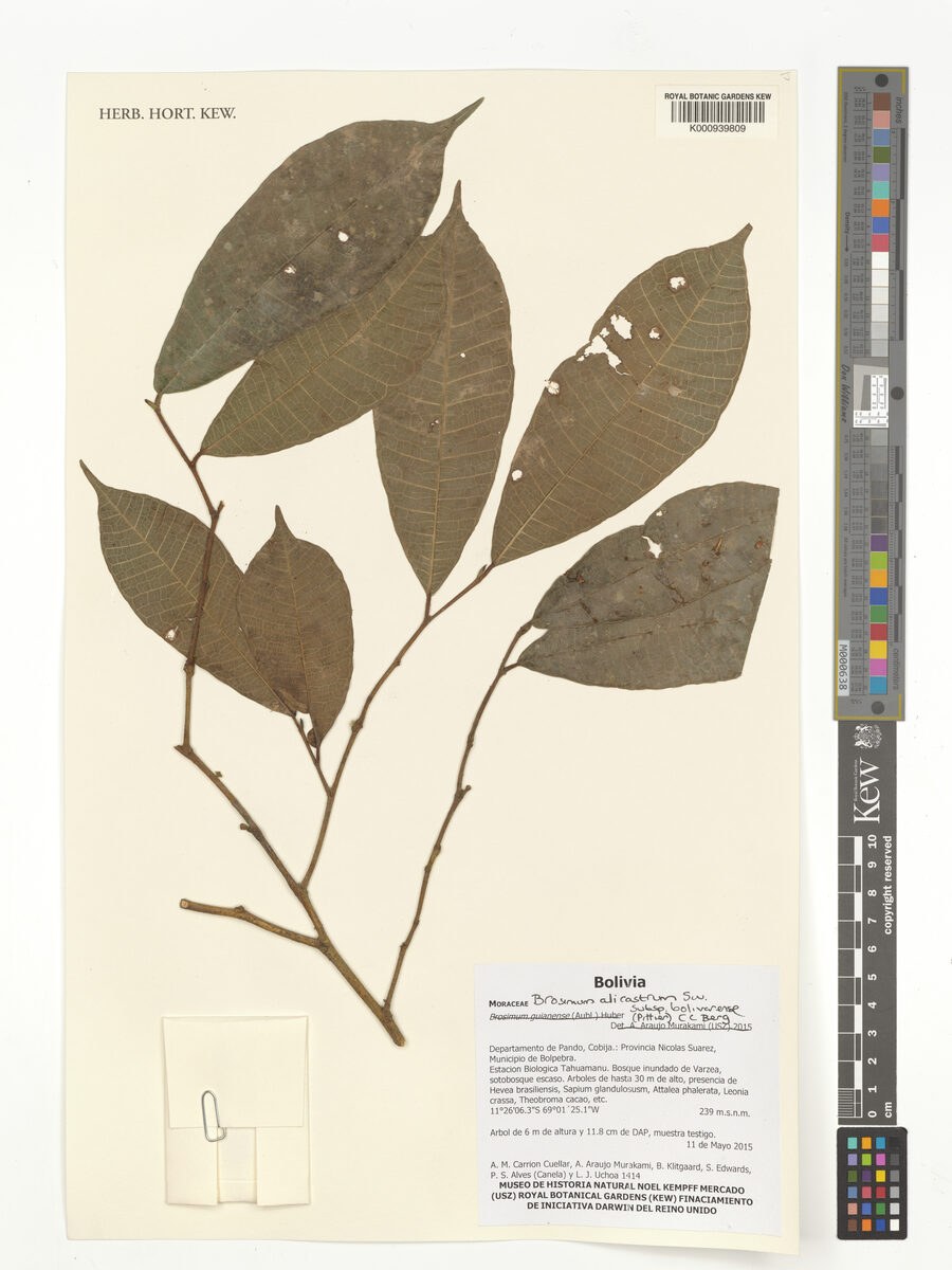 Brosimum alicastrum subsp. bolivarense (Bolivar ramon breadnut tree) — photo
