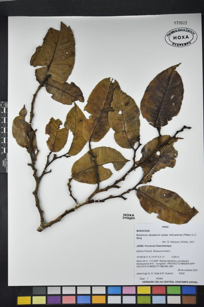 Brosimum alicastrum subsp. bolivarense