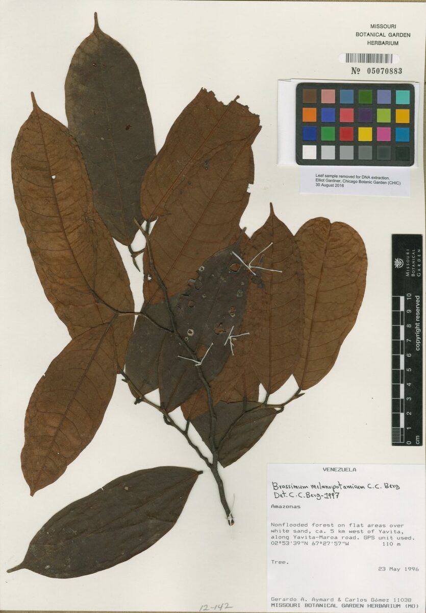 Brosimum melanopotamicum (Rio Negro breadnut tree) — photo