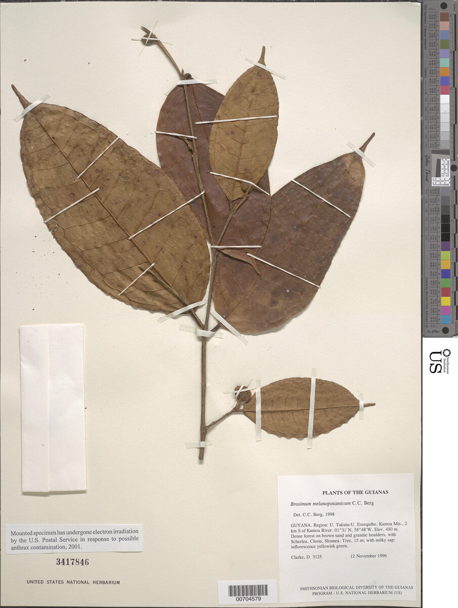 Brosimum melanopotamicum (Rio Negro breadnut tree) — photo