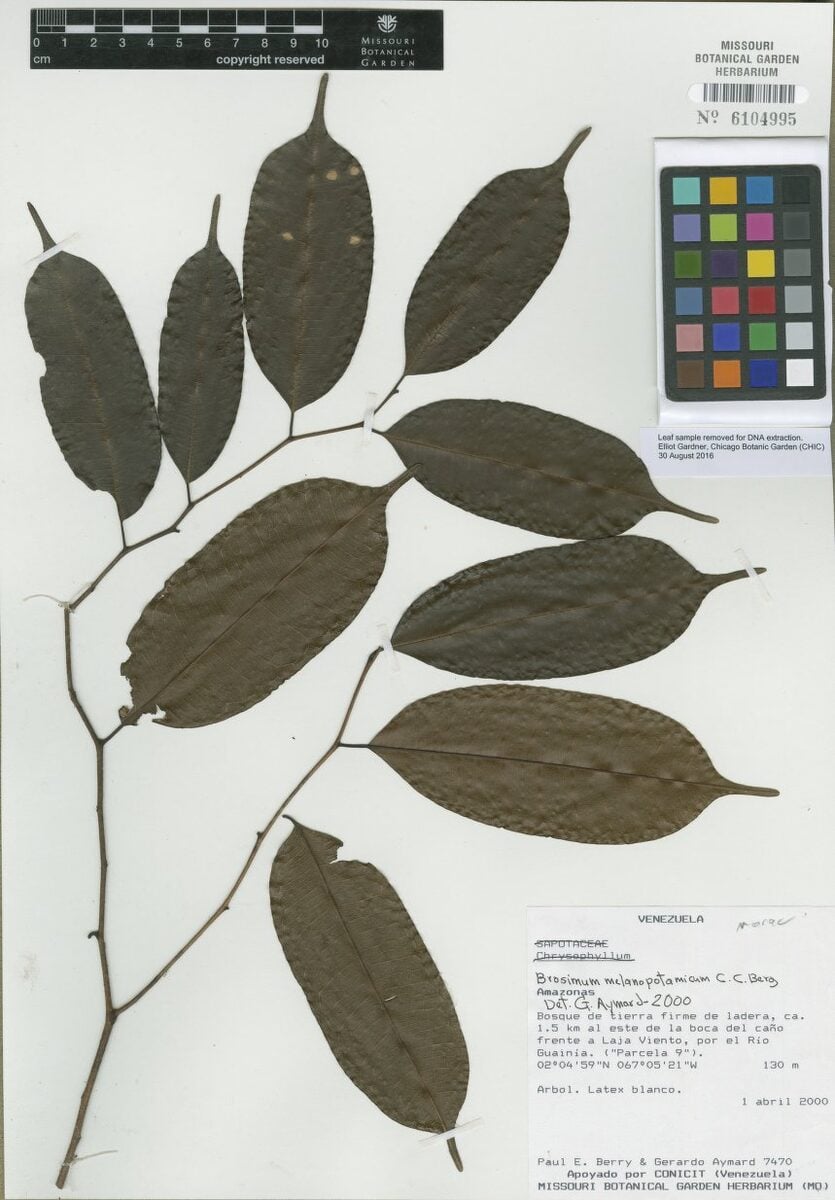 Brosimum melanopotamicum