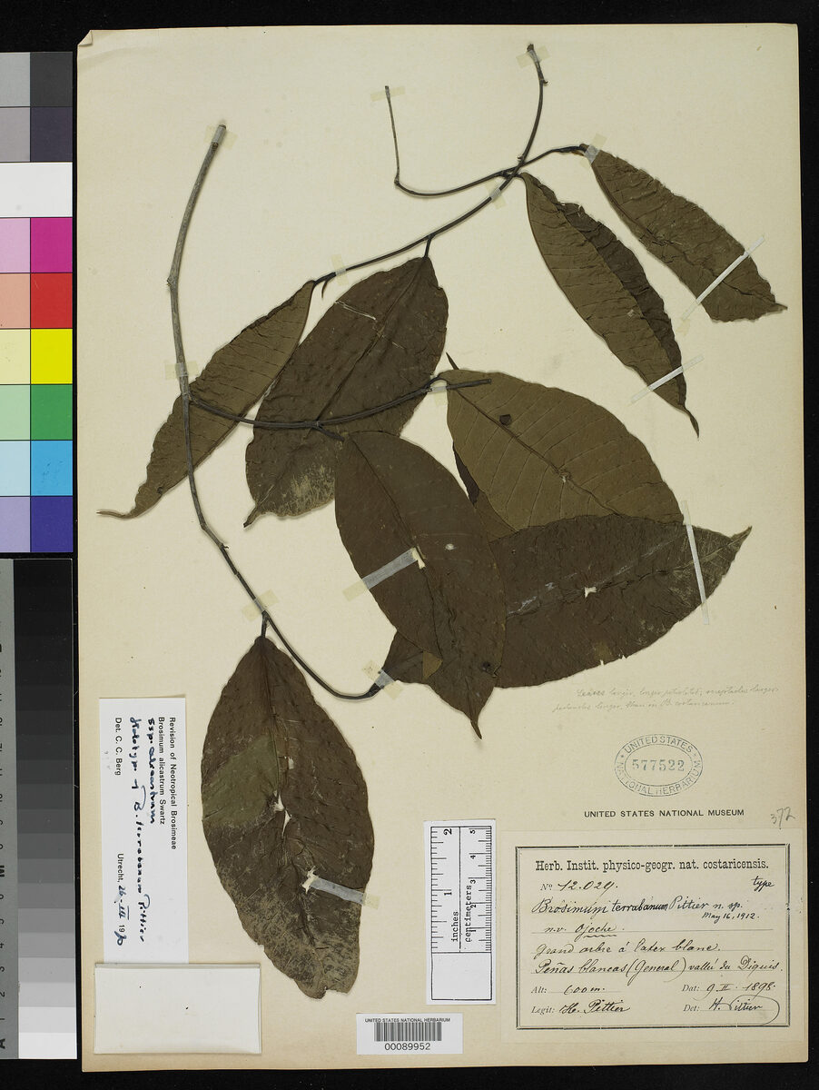 Brosimum terrabanum — photo
