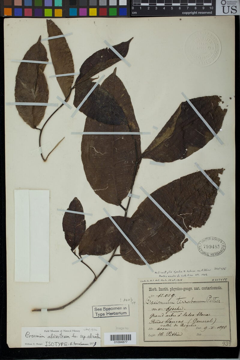 Brosimum terrabanum