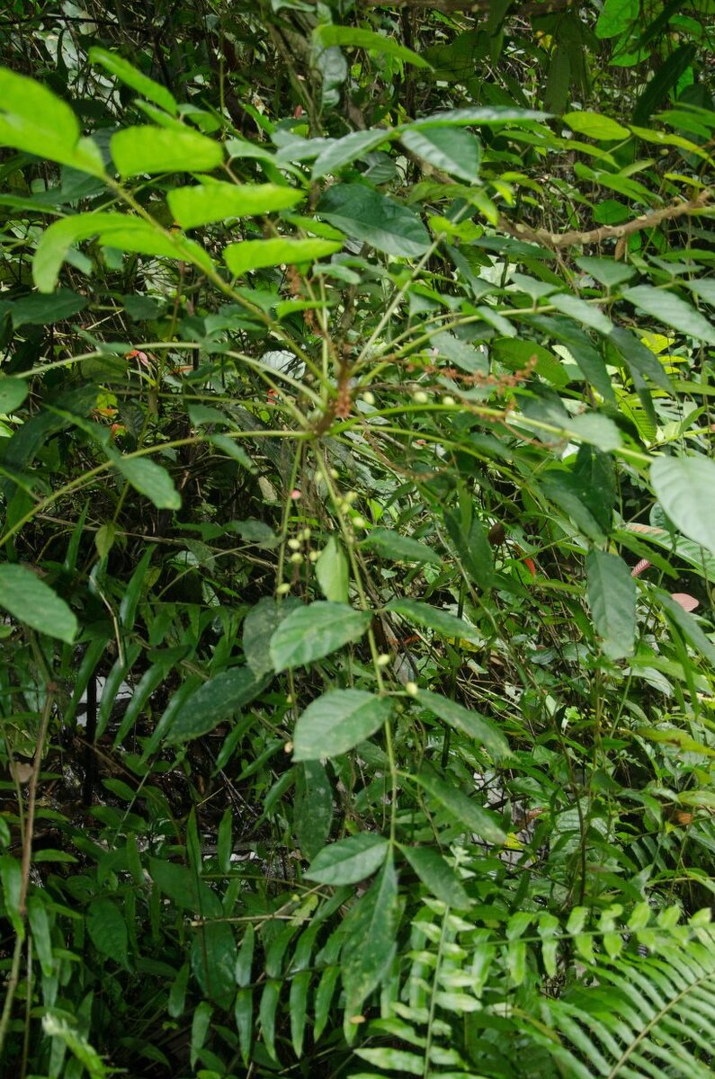 Brucea guineensis (Gbabele) — photo