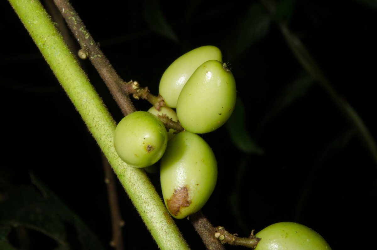 Brucea guineensis (Gbabele) — photo