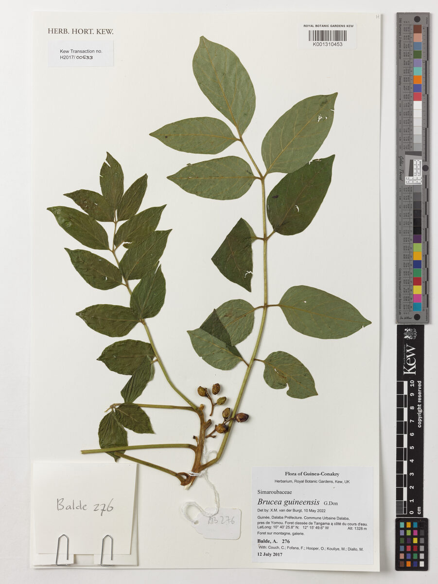 Brucea guineensis