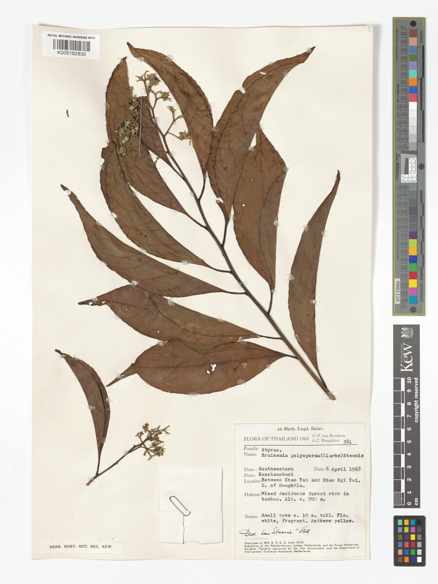 Bruinsmia polysperma — photo