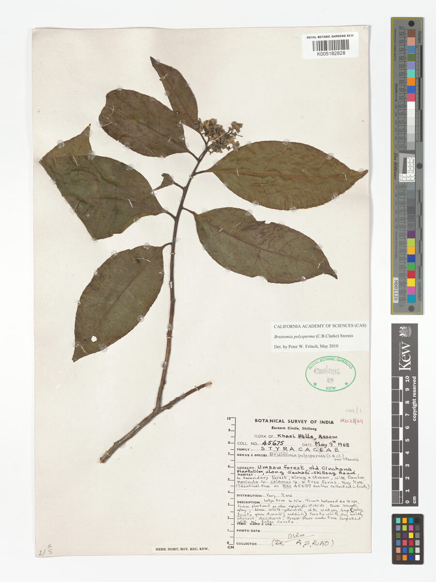 Bruinsmia polysperma — photo
