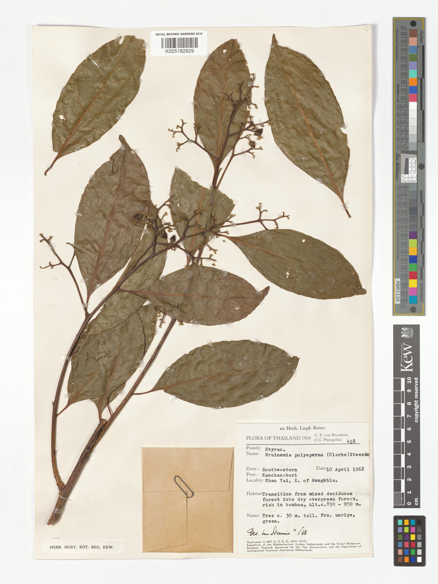 Bruinsmia polysperma