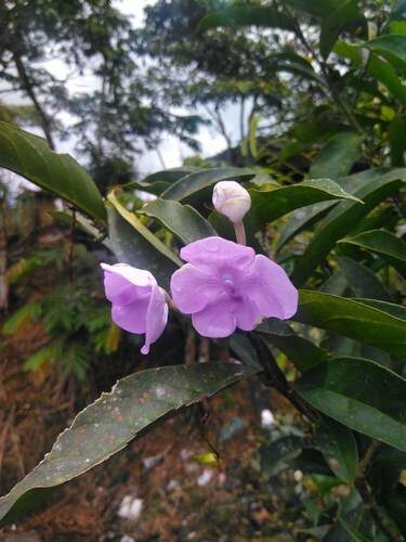 Brunfelsia macrocarpa