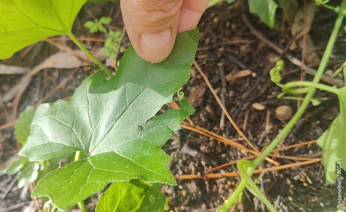 Bryonia cretica subsp. dioica (Red bryony) — photo