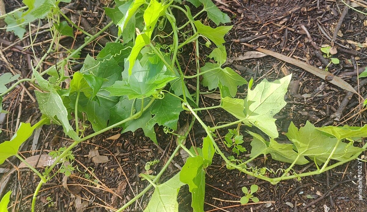 Bryonia cretica subsp. dioica (Red bryony) — photo