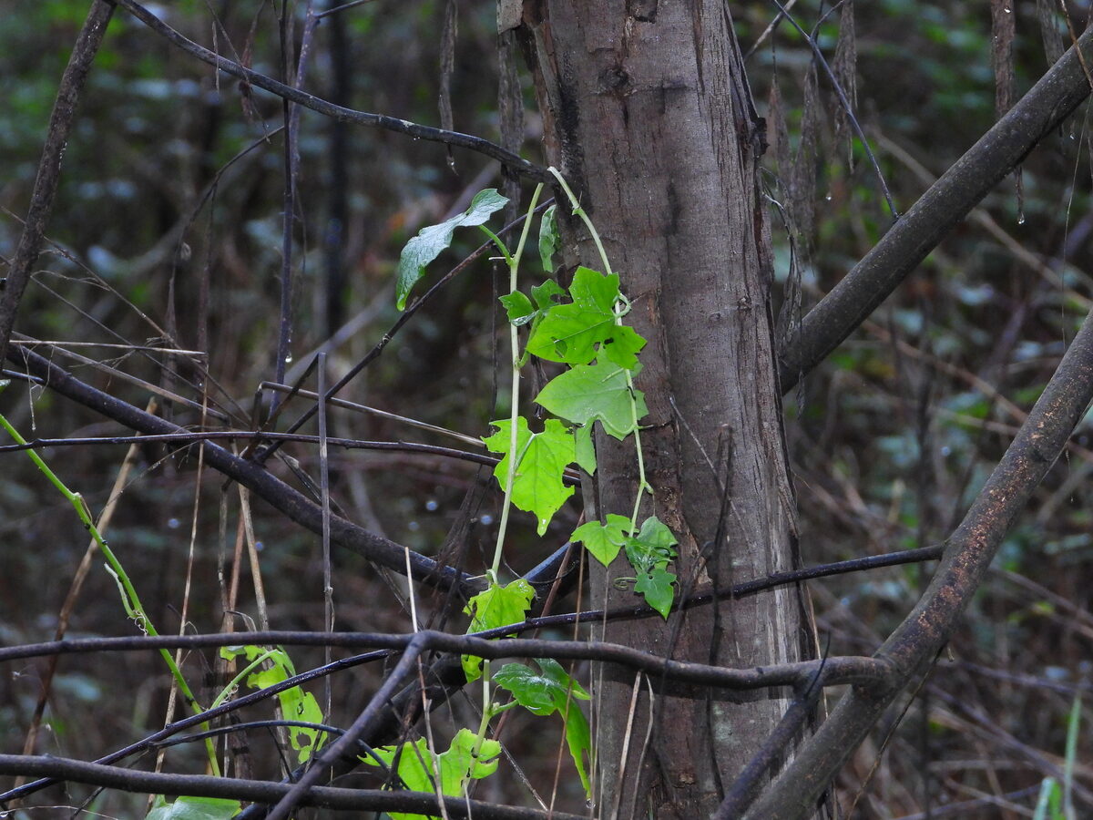 Bryonia cretica subsp. dioica