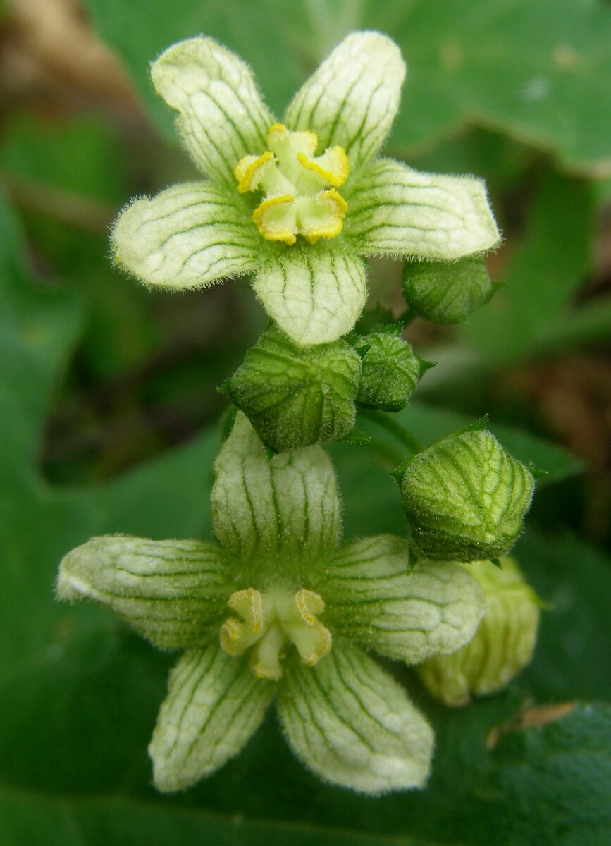 Bryonia dioica (Red Bryony) — photo