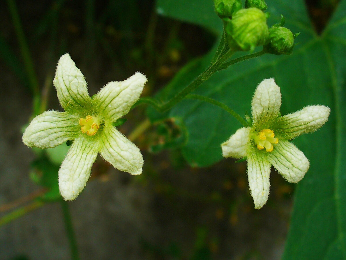 Bryonia dioica (Red Bryony) — photo