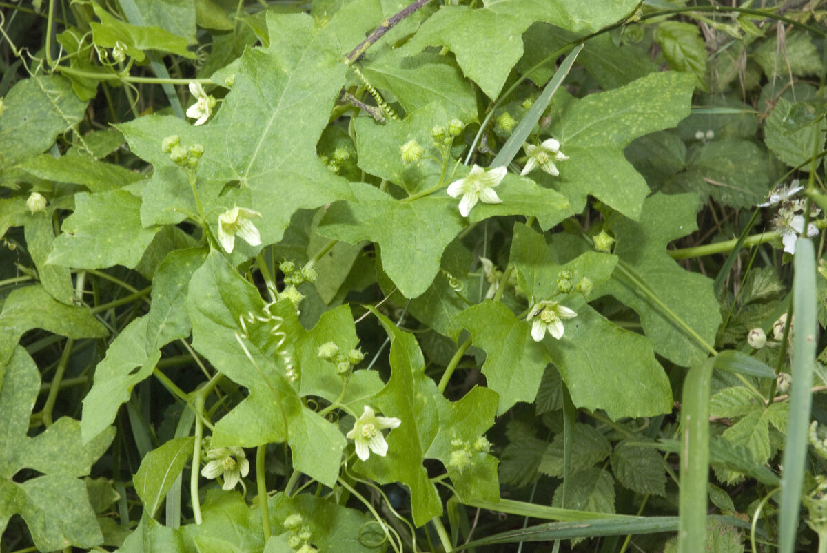Bryonia dioica