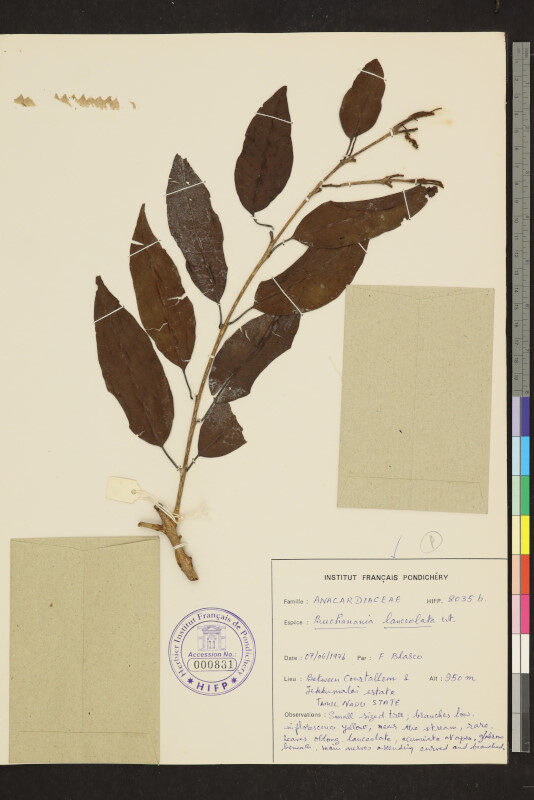 Buchanania lanceolata — photo