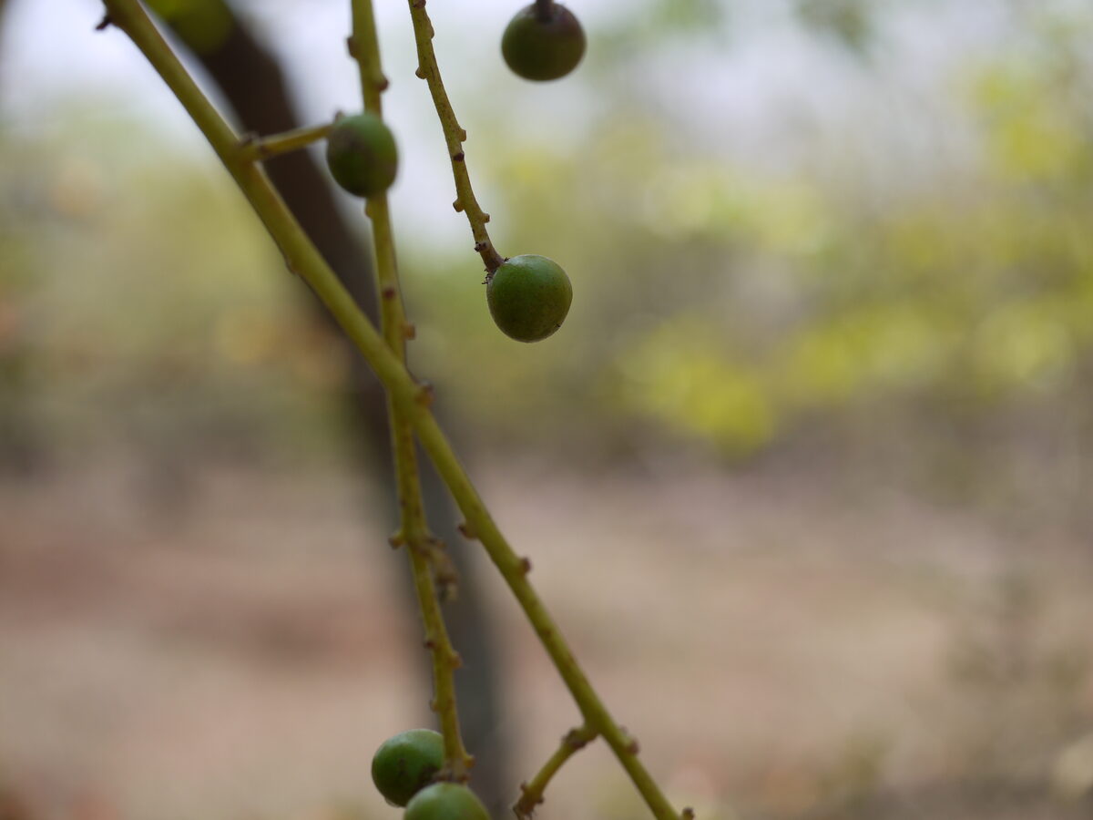 Buchanania lanzan (Almondette) — photo